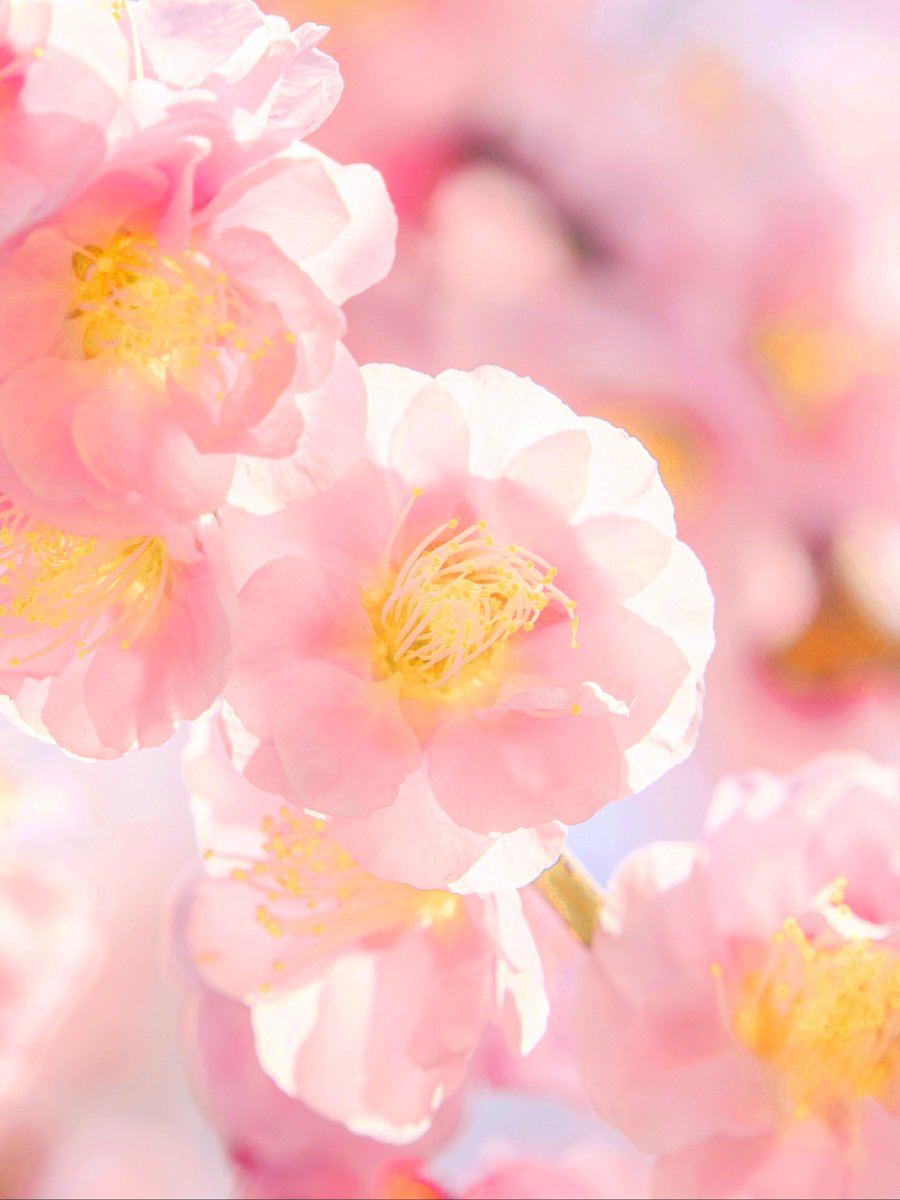 どこまでも優しく
　どこまでも美しい
　　柔らかな光に満ちた春の鼓動。