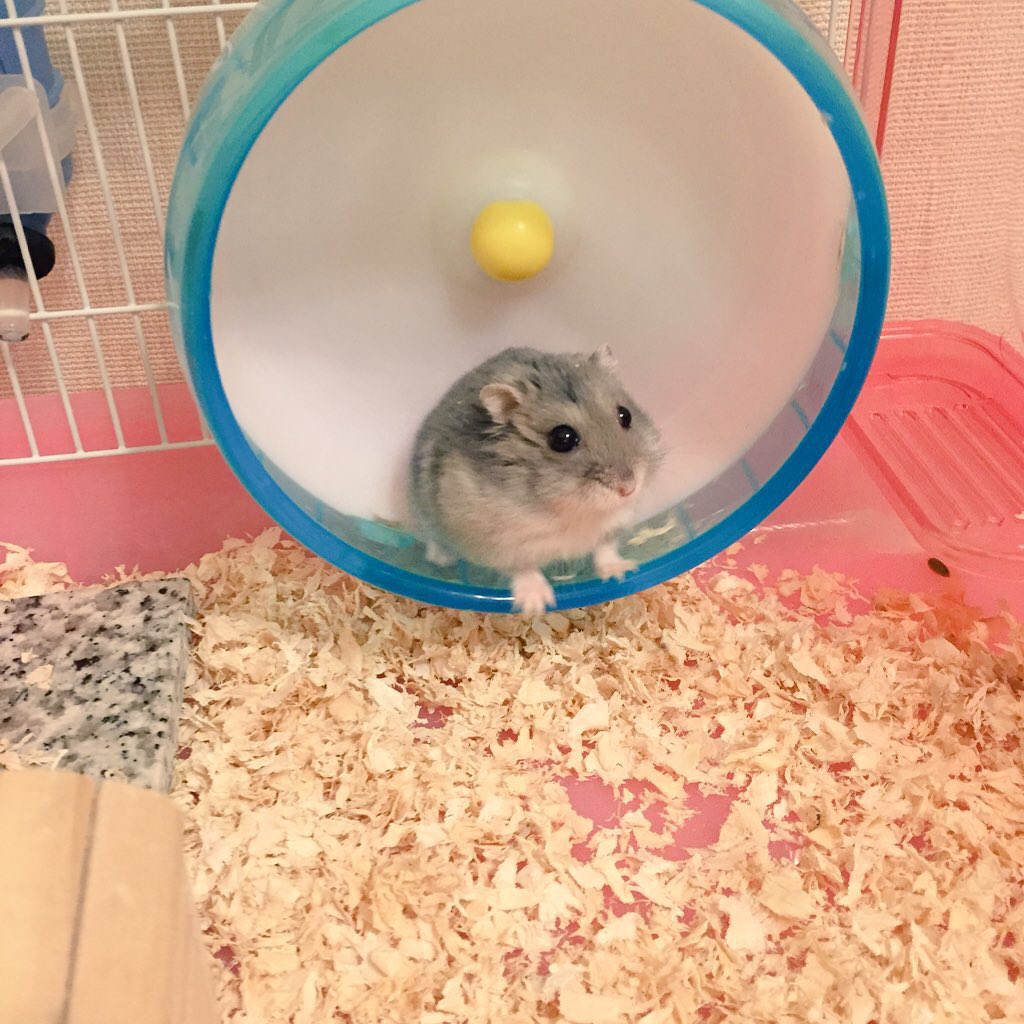 でちくん「でち？」

つぶらなお目目で見つめてくれるでちくん🐹