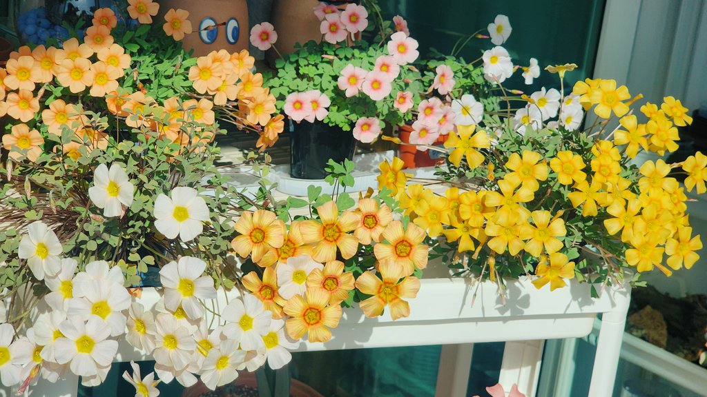 사랑초 거의 개화했다~