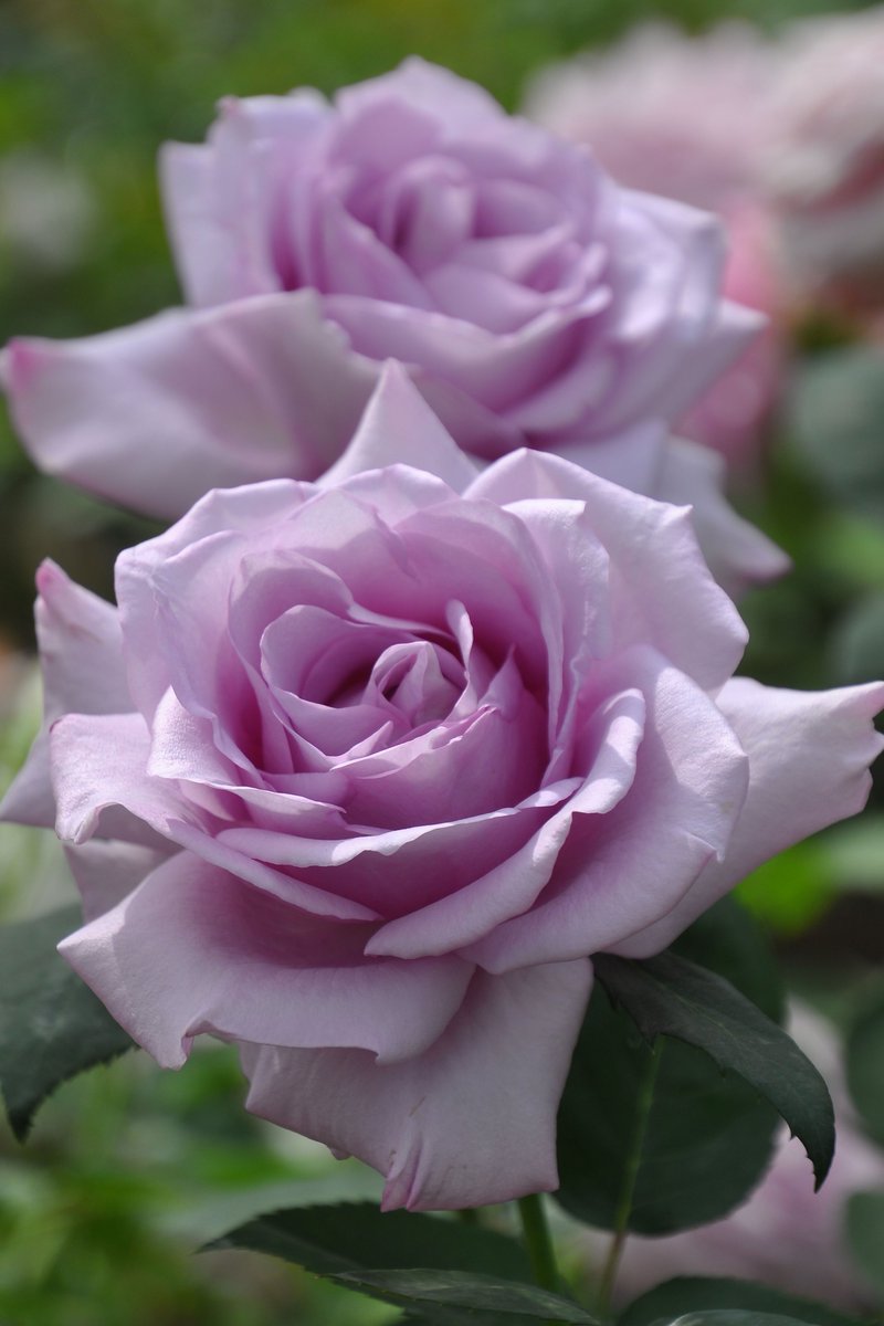 バラの家 公式本店 Rosa Orientis (@rosa_orientis) / Posts / X