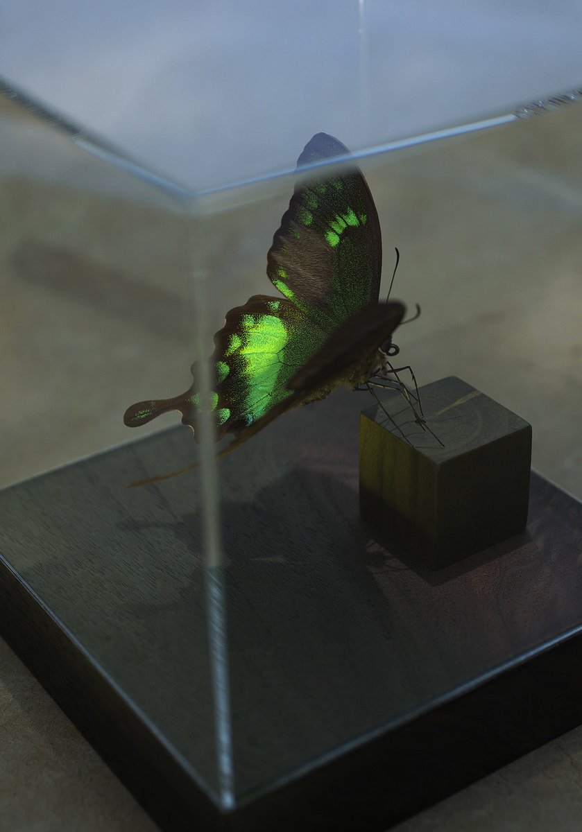 販売終了🦋山﨑 理 (@yamazaki_design) / Posts / X