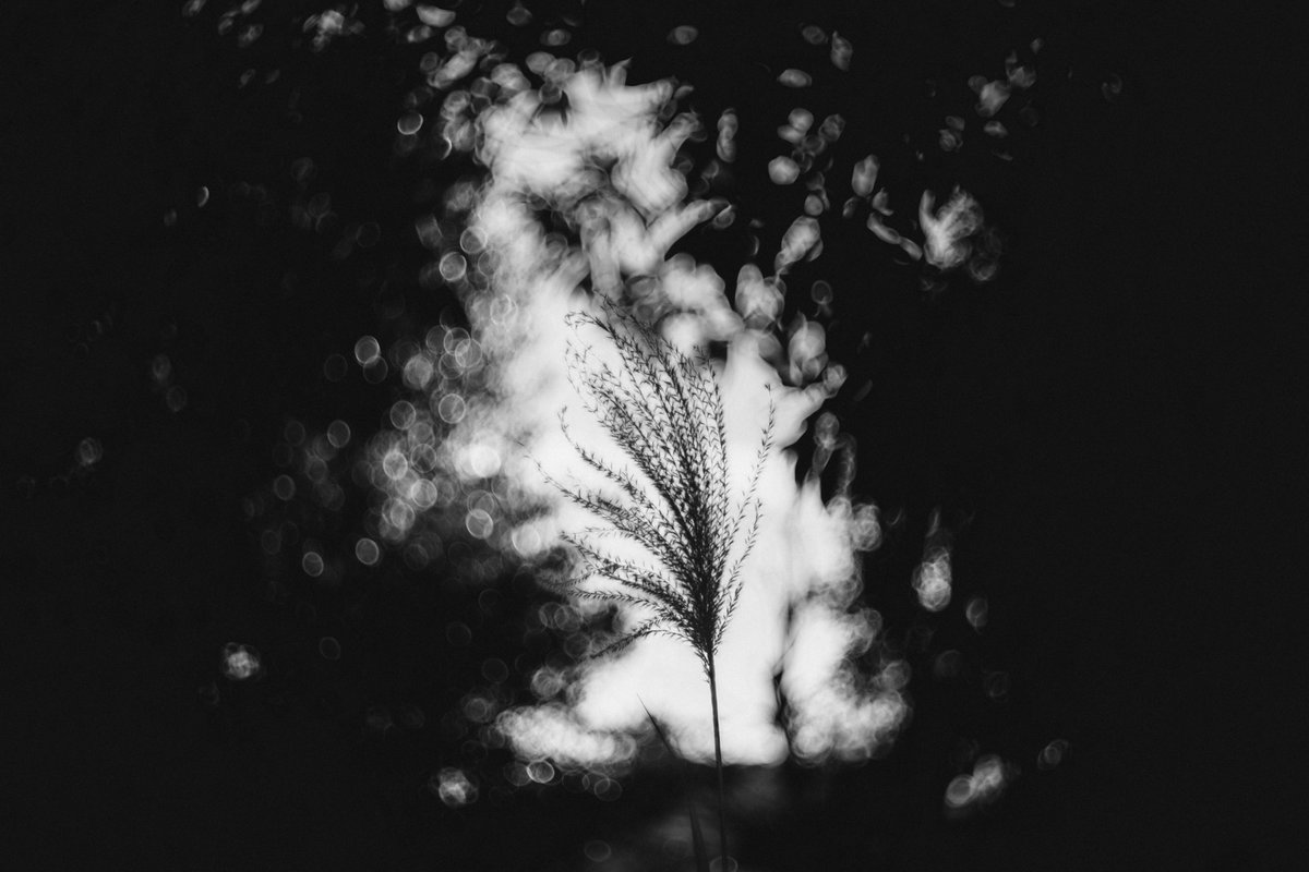 Sinchan_photography (@sinchanphotogr1) on Twitter photo 