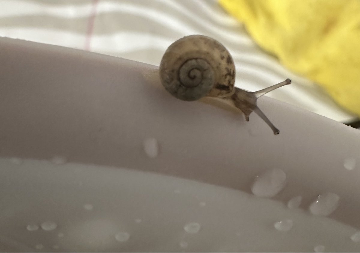 “My name is Turbo”🐌💨