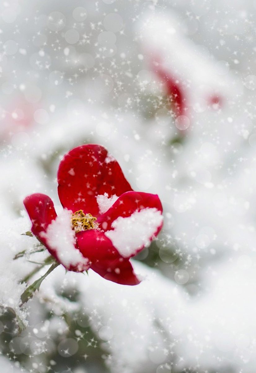 B🌹👋 tweet media