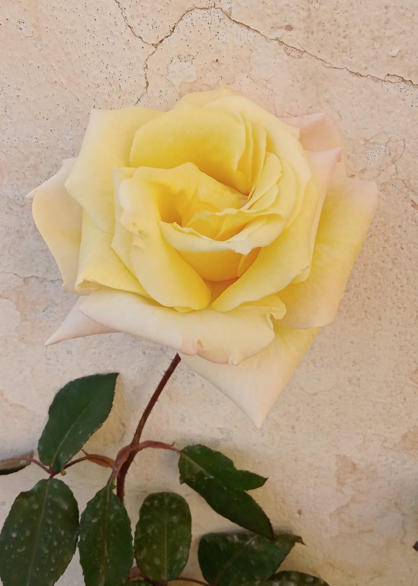 Saad (@saad_as) on Twitter photo 