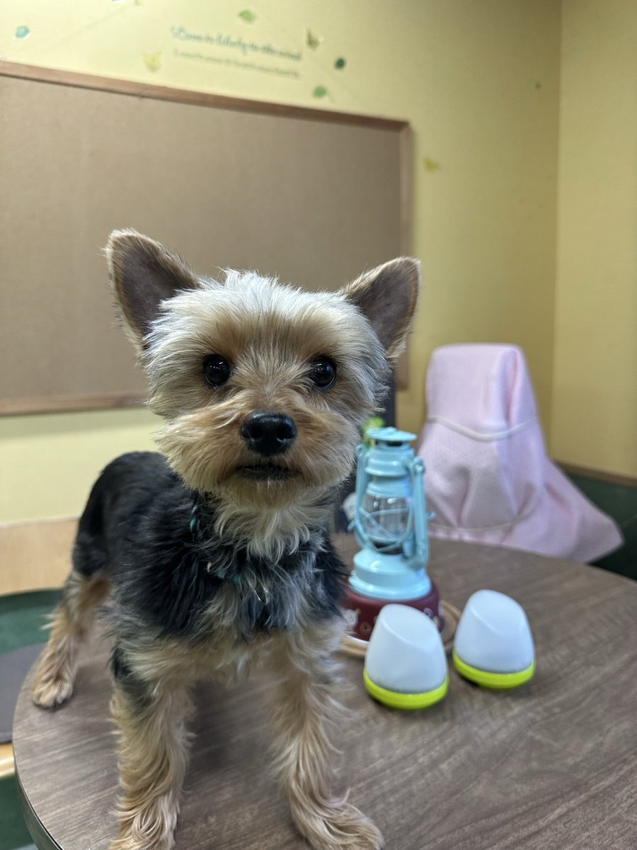 sasaki_inuneko's tweet photo. 本日、広島湯来シェルターで生後9ヶ月のヨーキー♂（去勢済）を保護しました。
とてもフレンドリーです。

飼い主が社宅に引っ越すことになり飼えなくなったとのことでした、、 https://t.co/GhGNqso9DG
