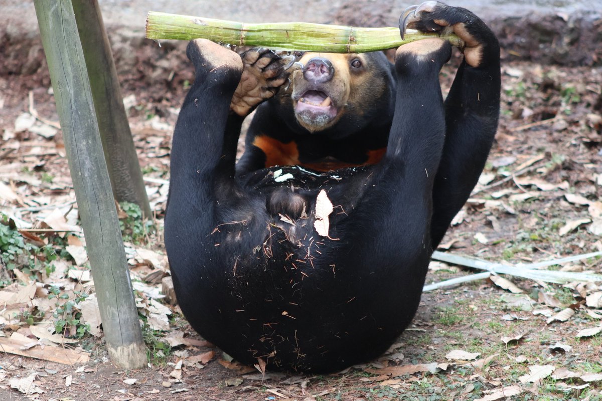 petal-yoji tweet media