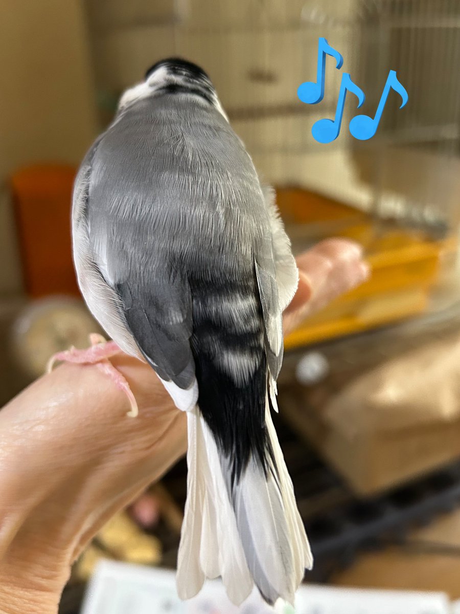 ゴマくんの腰巻きがシマシマみたい
#文鳥