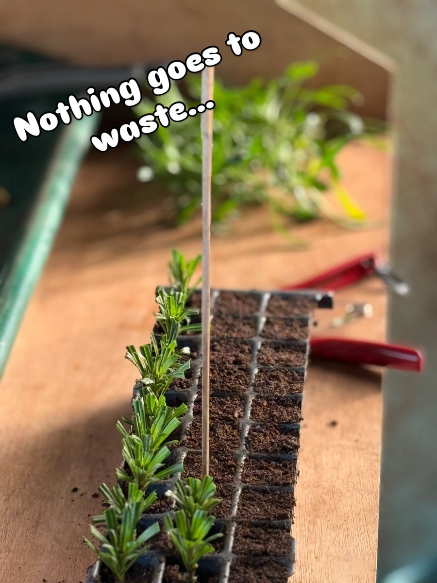 Seagate Nurseries tweet media