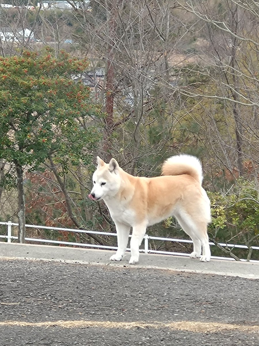 丸亀市綾歌町らへんで
ワンちゃんがひょっこり顔を出してました。

尻尾も綺麗だし飼い犬かな？
それとも野良？？

探してる人がいたら見つかりますように。
#迷い犬 #かもしれない