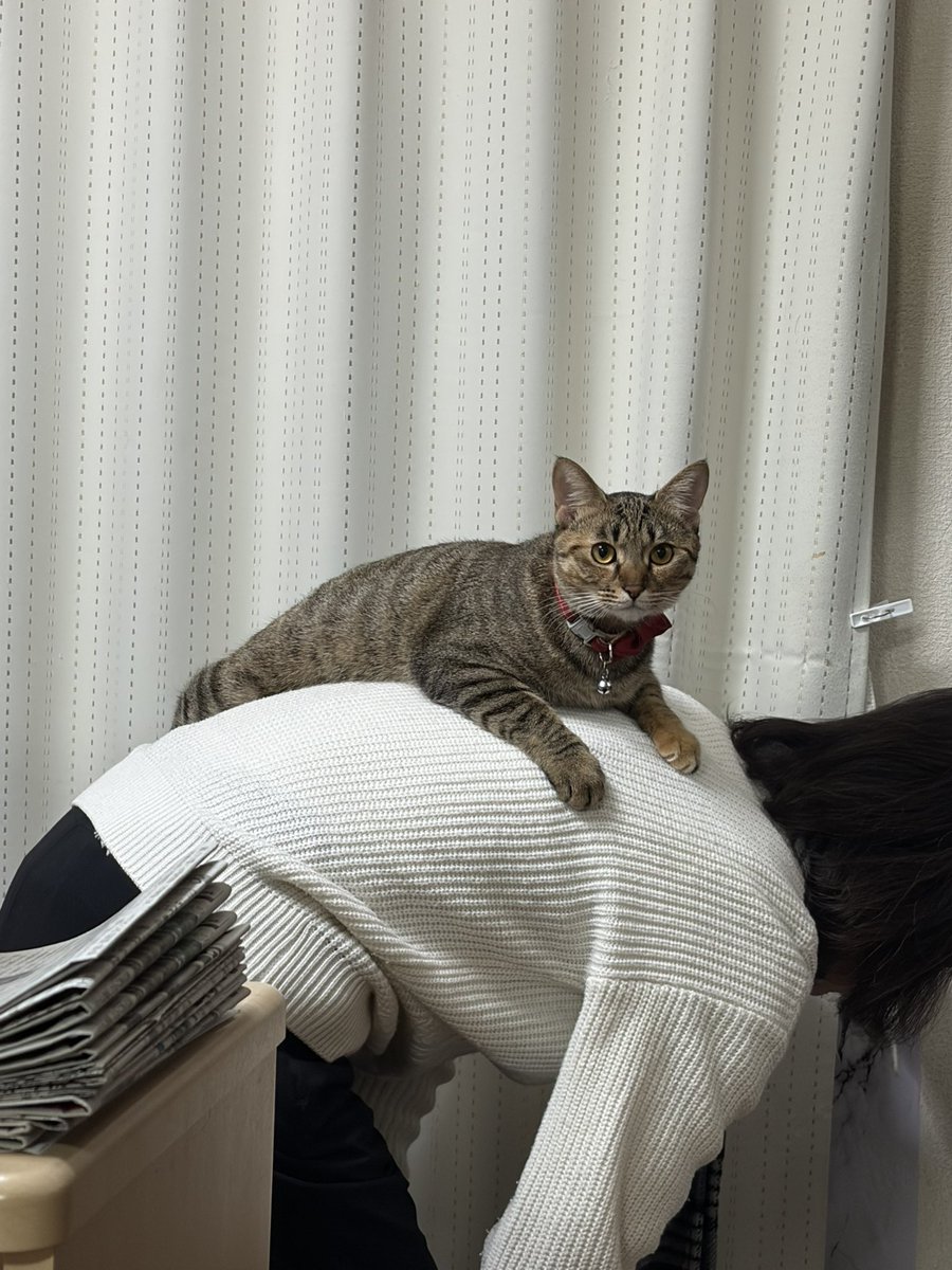 キジトラみみ (@mimikztr0627) / Posts / X