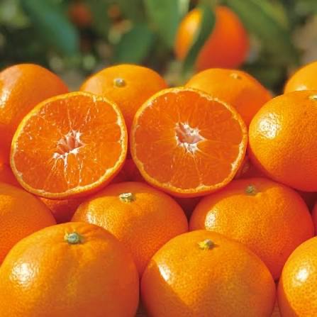 taka_fruits_'s tweet photo. 『愛媛県産 厳選有田みかん🍊3kg』
抽選で2名様にお送り致します

【応募方法】
・フォロー
・いいね
・リポスト
・『高原果樹園』コメントで当選率UP

応募締切:2月13日 https://t.co/KMHAX8Xdh9