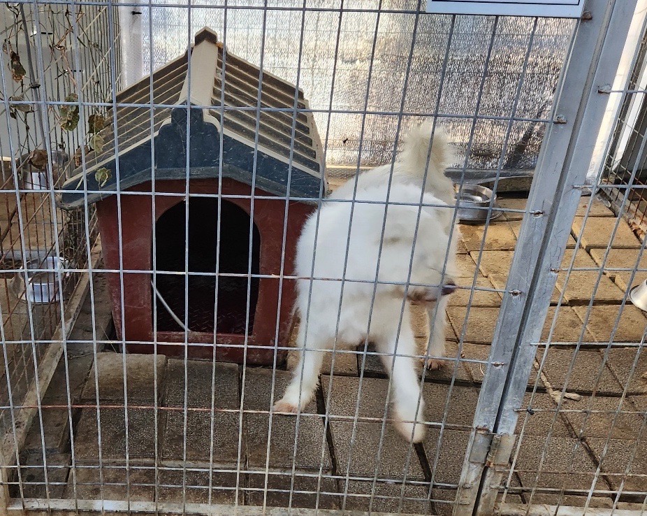 산수천 일기
날씨가 여간해서 안풀리네요.

조금 살만하다 싶으면 저녁에 또추워지고하니까 

담결린게 낫을 틈이 없습니다요.

평일봉사 안받는 주의인 제가 오죽했으면 지난주 금욜 

“대형견사만이라도 봉사해주실 분 모집합니다!” 협조글을 올렸을까요ㅎㅎ