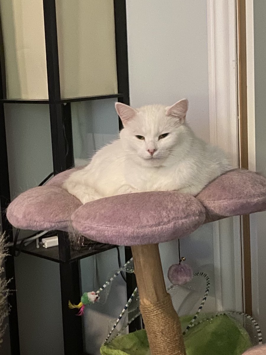 Smudge_Lord tweet media