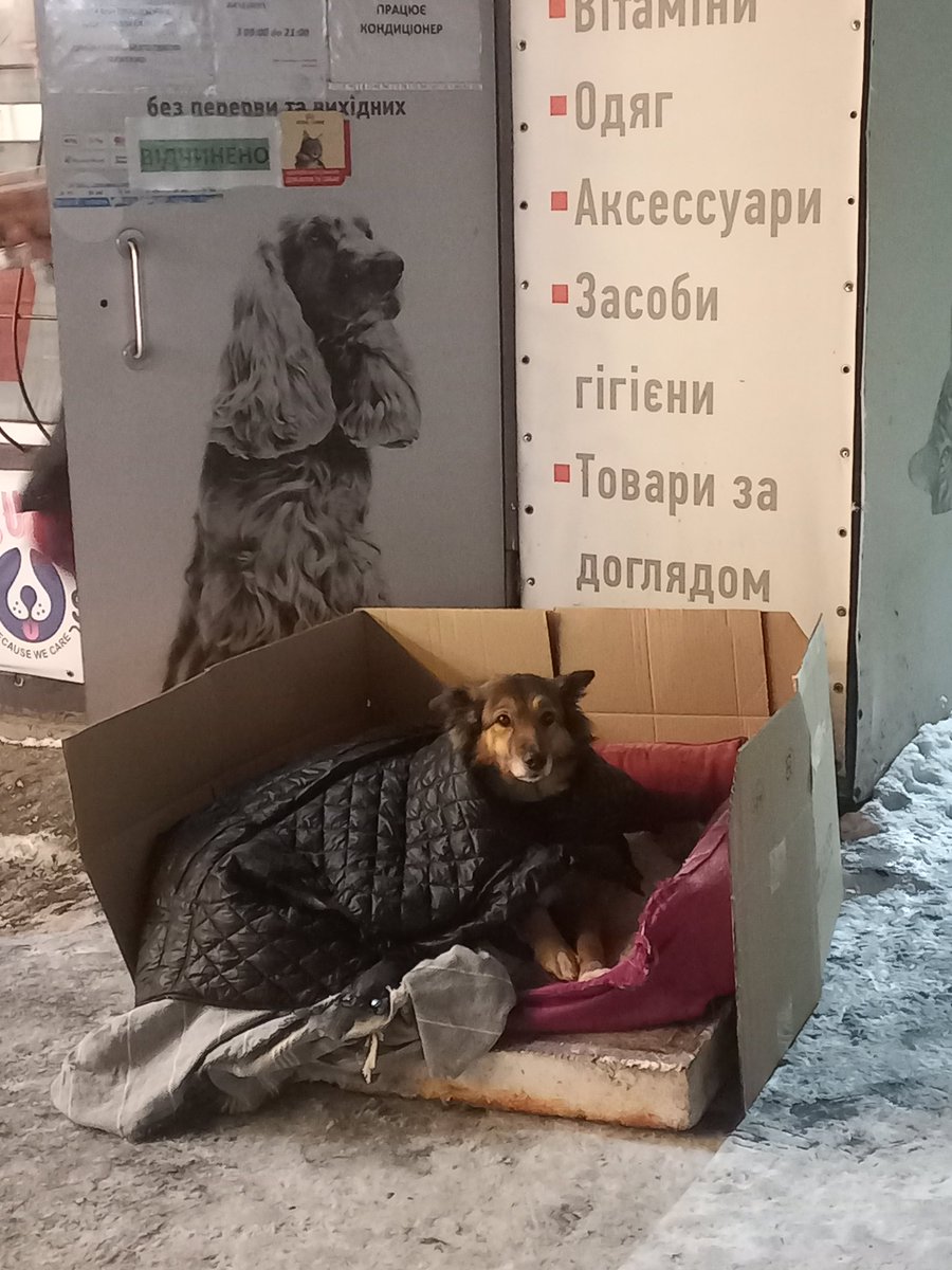 Балакучий Віслюк tweet media