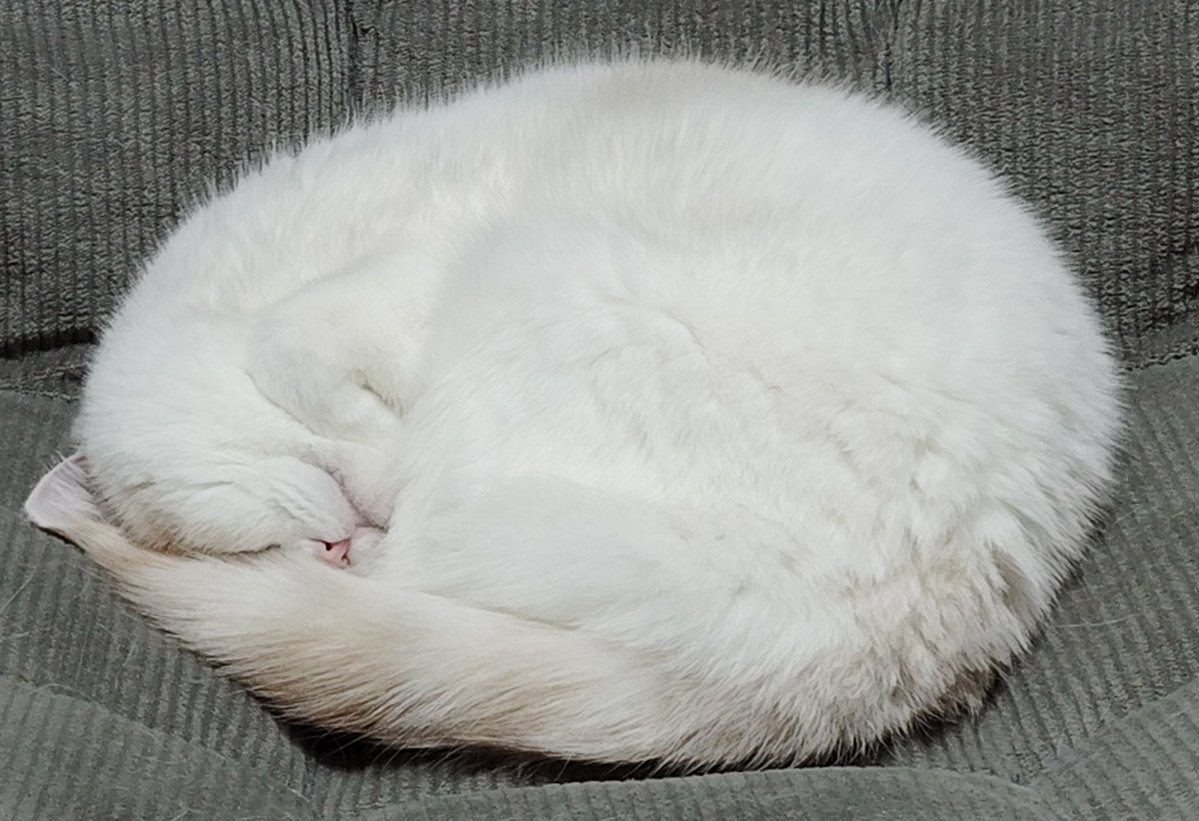 福ちゃん 福ちゃん (@fukuchanwhite) on X