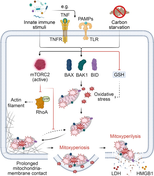 Mitochondria at the membrane provide a route to inflammatory cell death dlvr.it/TQq8h4