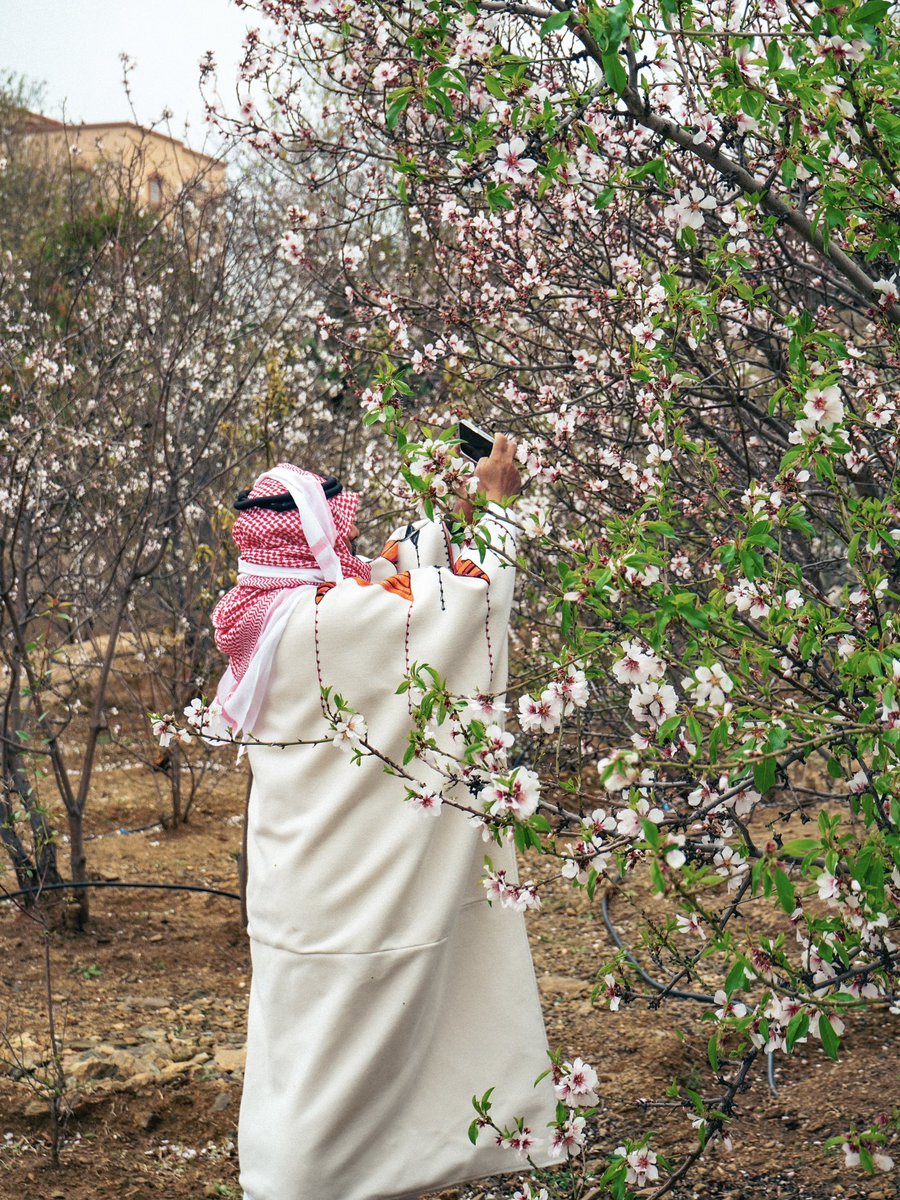موسم إزهار اللوز🌸
الباحة، المملكة العربية السعودية🇸🇦

🌸Almond Blossom Season
AlBahah, Saudi Arabia🇸🇦