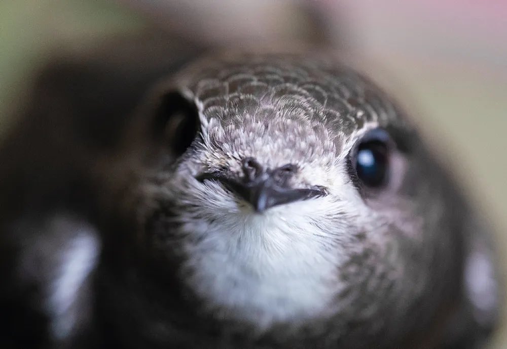 これ素晴らしいですね。
記事の写真でこんな感じらしい。