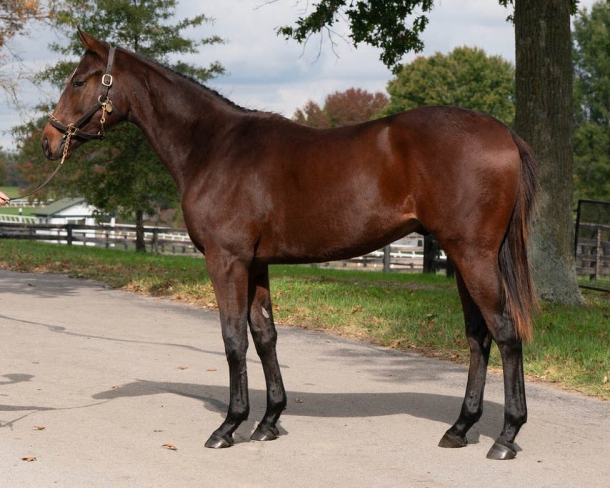 TaylorMadeSales's tweet image. #TMGRAD &amp;amp; SON OF @TMStallions #TACITUS, SILENT TACTIC, 🤫🐴 flew down the outside to win the G3 Southwest, adding 2️⃣0️⃣ points and is now leading the @KentuckyDerby trail! A huge congratulations to all of the connections! @OaklawnRacing  #TaylorMadeSales 👏🏆@FasigTiptonCo 

O: