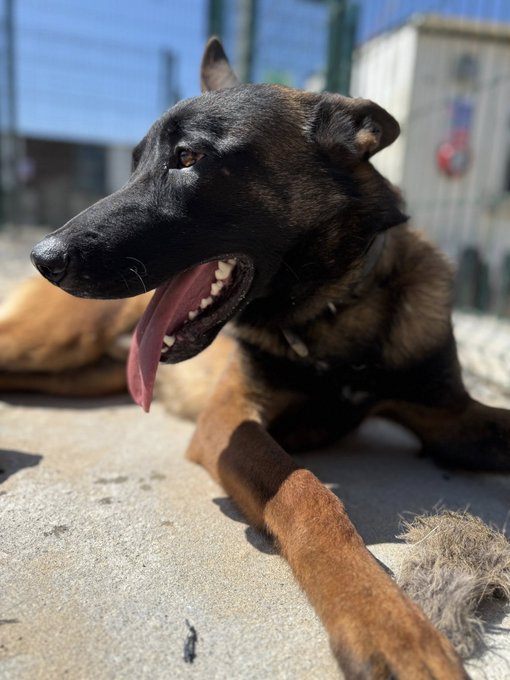 gsrescueelite's tweet photo. Cadan is 2yrs old and he was let down by a long list of humans before he was even a year old! Cadan has flourished in our #Cornwall kennels, he can live with older kids and is working on his doggy social skills 
#GermanShepherd #dogs 
https://t.co/IOggewF7rg https://t.co/cN6aiIJ6pH