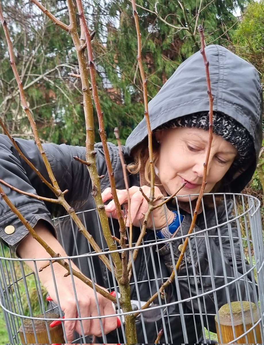 fruitnutvillage's tweet image. We've completed the #WinterPruning of the 2nd row at #NewlandsRun. We'll be back in March to work on the remaining trees  #Stirchley