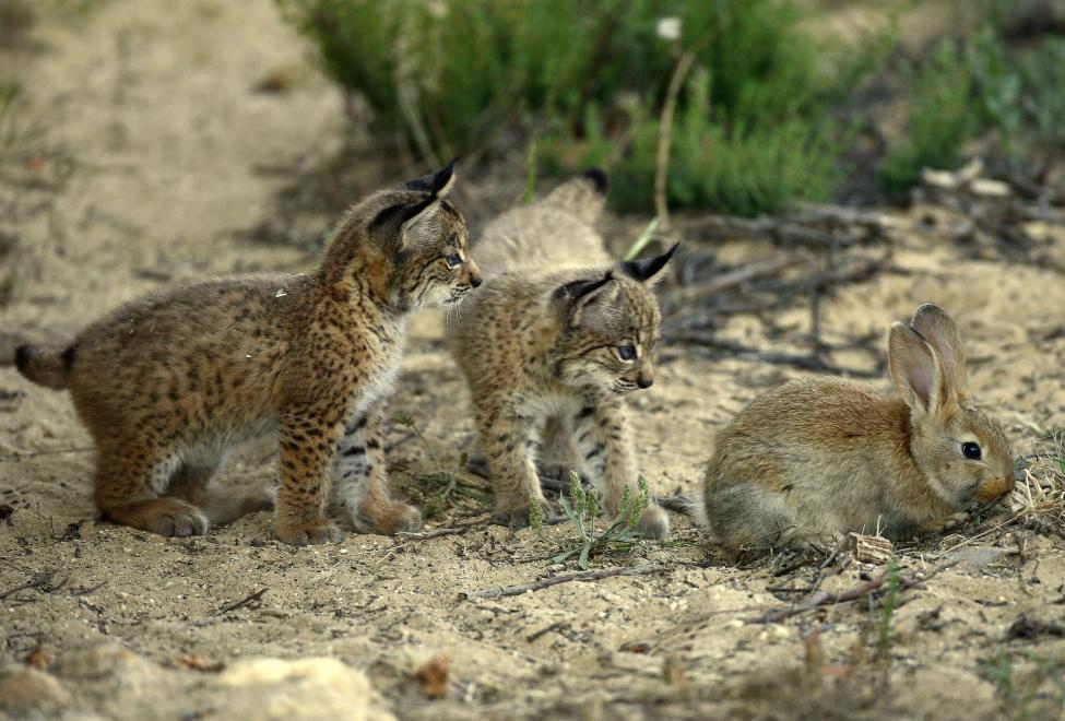 This is how I imagine the Lynxleys sons in the future.
- Hey, what kind of lynx are you?
🤣🤣🤣
#PawbertLynxley #MiltonLynxley #CattrickLynxley #KittyLynxley #Zootopia2