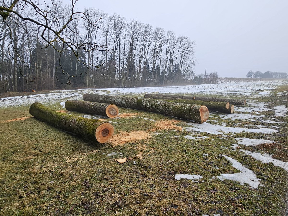 Dr.Disco (Knecht des Mini) tweet media