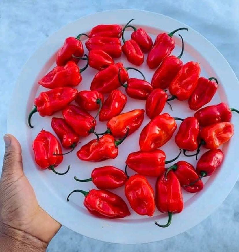 E__frame's tweet image. A pictural representation of what women will show you when u don't have money.