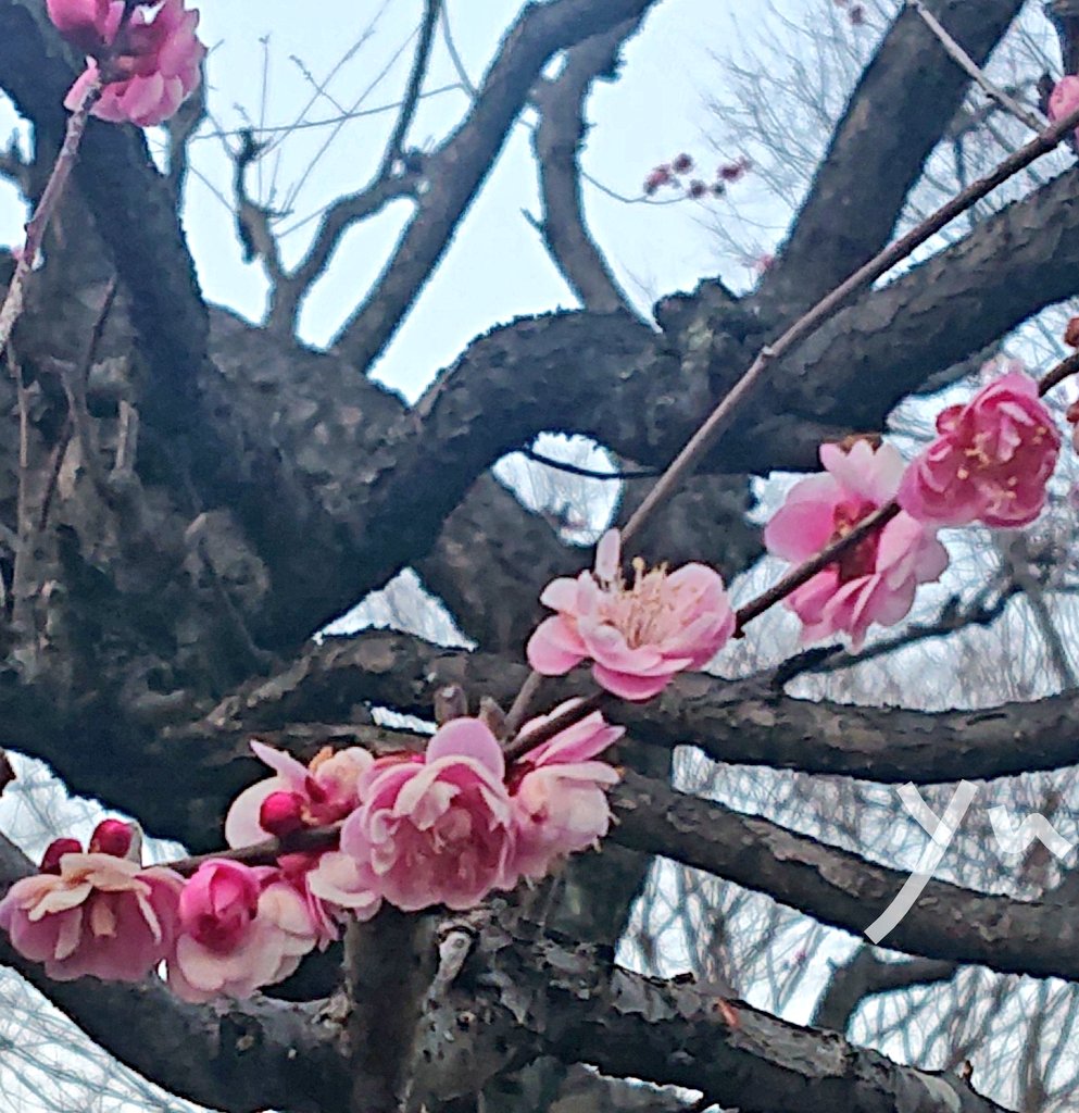 わんこ (@2nWddTudKlPcCZU) / Posts / X