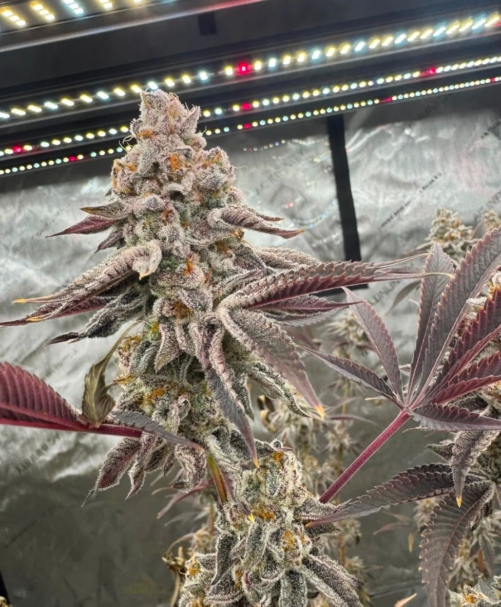 Uproot Cannabis tweet media