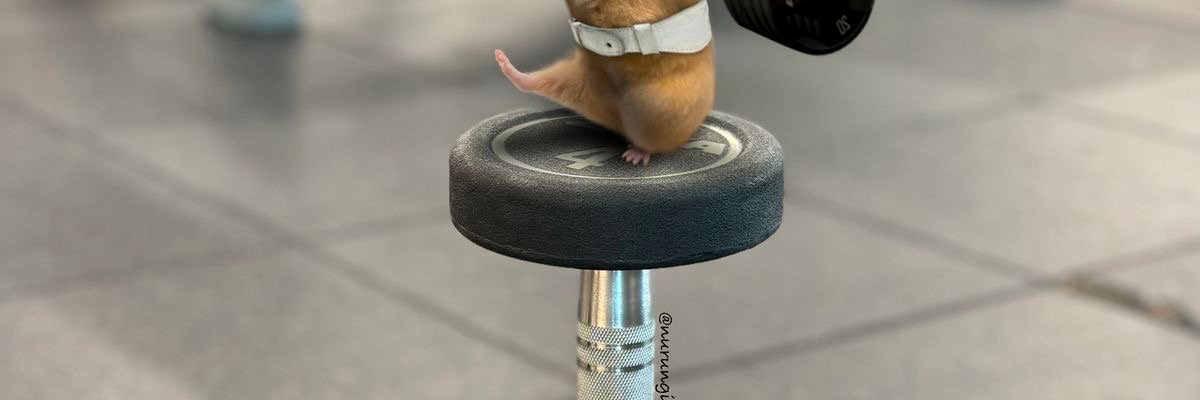 نـوح tweet media