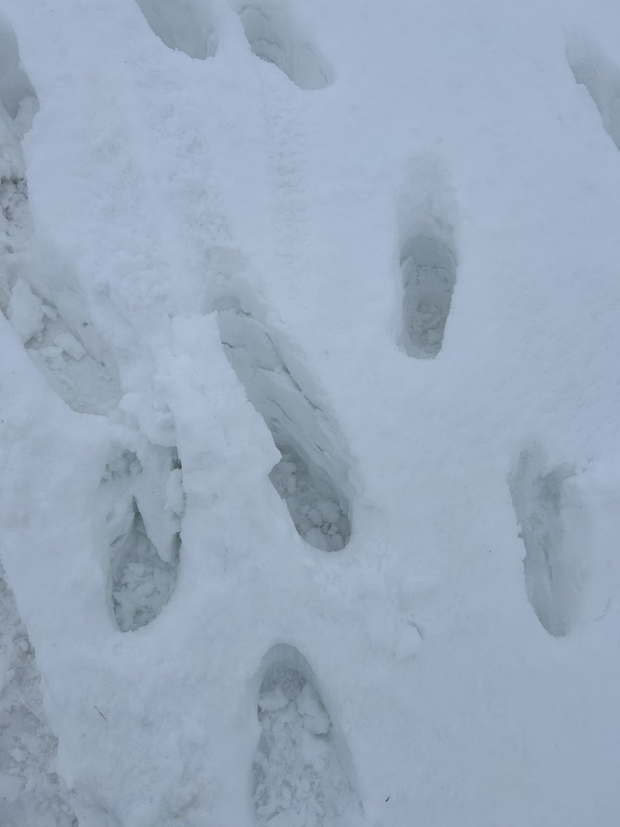 Diane Brander tweet media