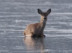 Tom1000xx's tweet photo. Just like Penguin, This deer is going viral for running out from the forest, out from his herd, just to run to the frozen lands

Nietzschean Deer https://t.co/hWKhUfdHHm