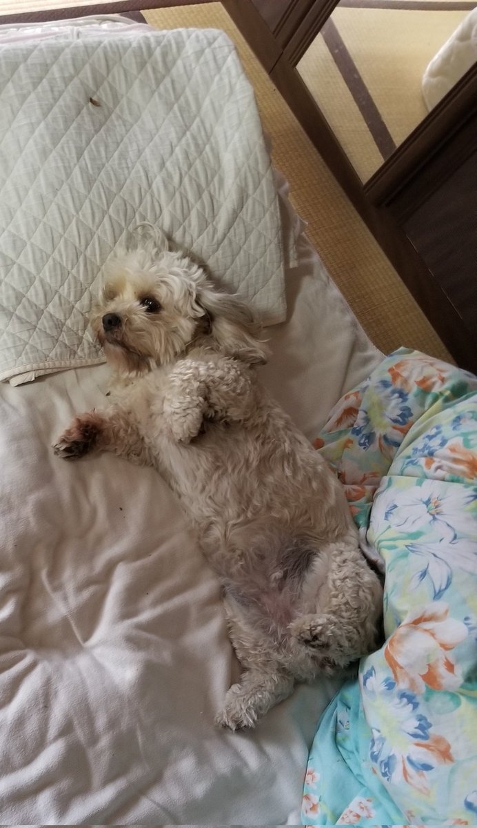 どんべぇ tweet media