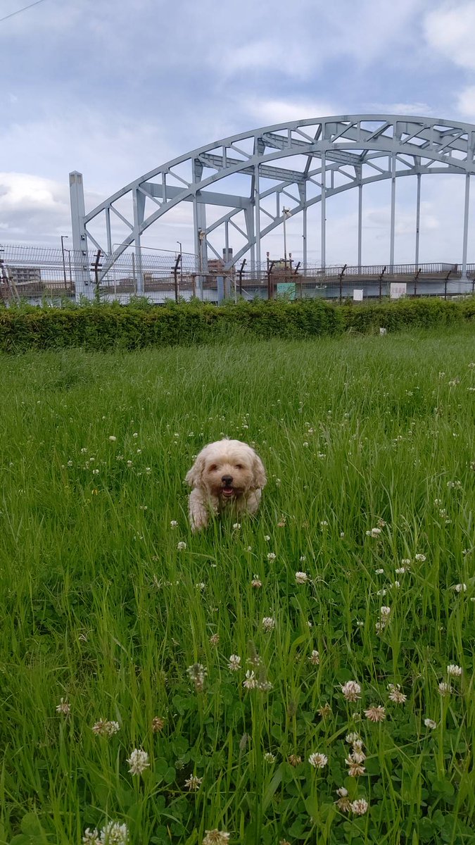 どんべぇ tweet media