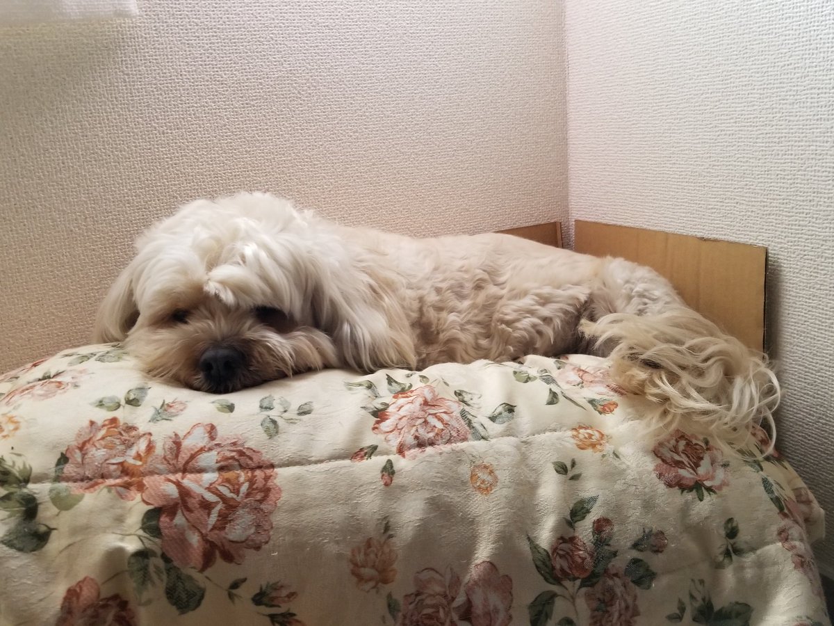 どんべぇ tweet media