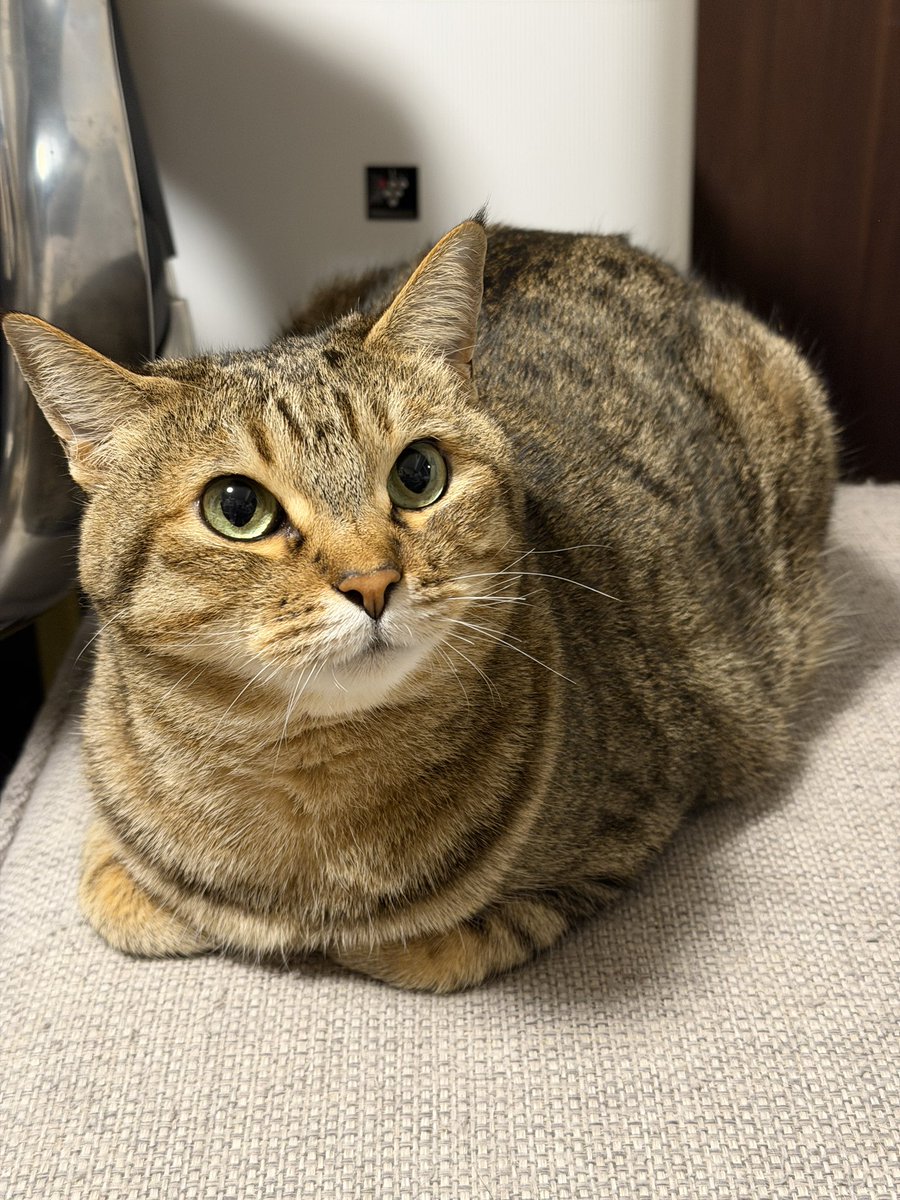 お手手ないない上手だねぇ