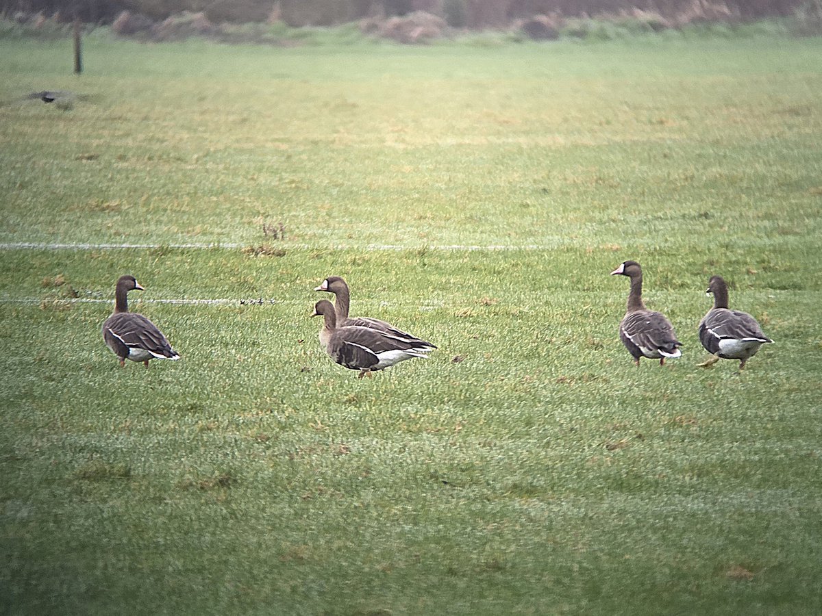 Stuart Read tweet media