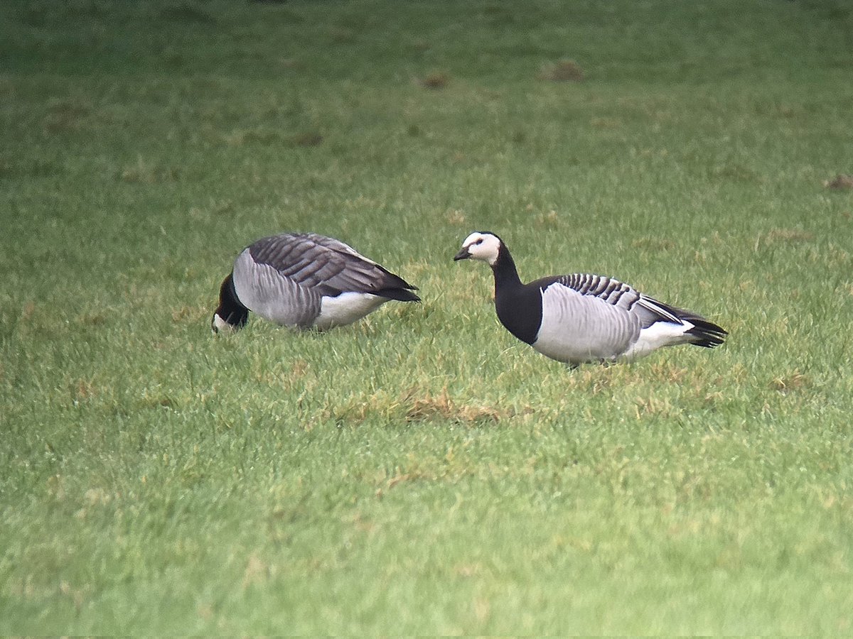 Stuart Read tweet media