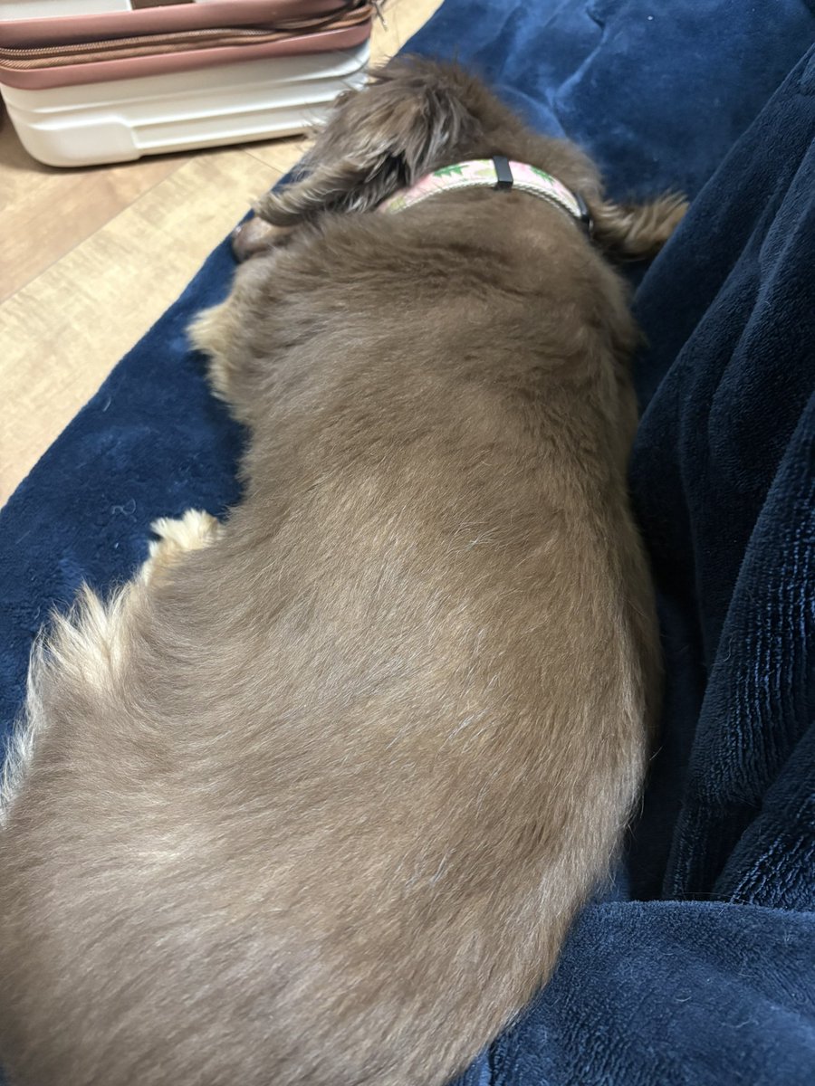 モカちゃんママ (@mocachan0721) / Posts / X