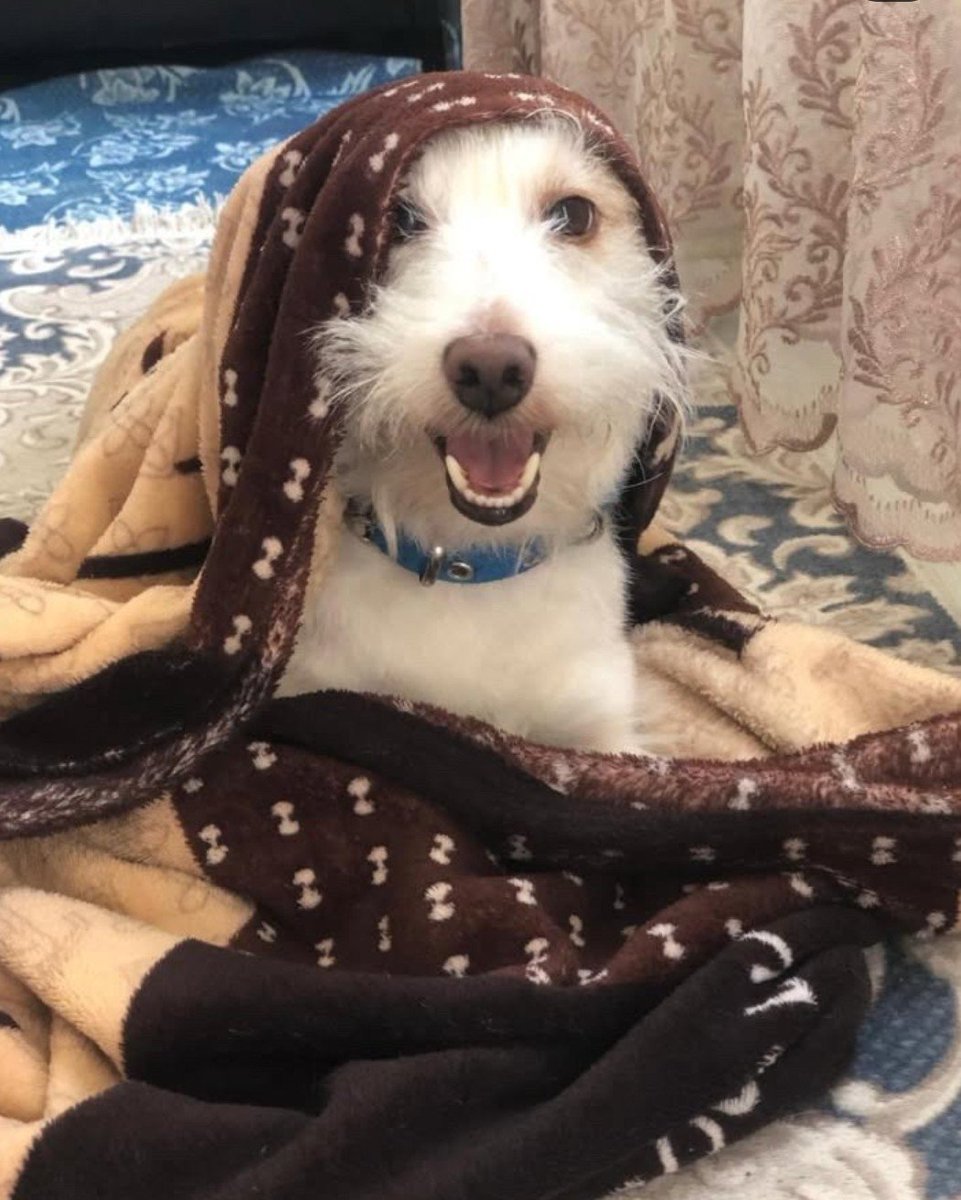 "AŞK DOLU BİR KALP YUVA ARIYOR 
Adı Milu Gülüşüyle insanın içini ısıtan, sessizliğiyle huzur veren minik bir beyefendi.
Onun tek isteği gerçekten sevileceği ve bir daha asla terk edilmeyeceği bir aile Erkek
 3yaşında
Terrier Jack Russell kırması
Mikroçipli facebook.com/photo?fbid=132…