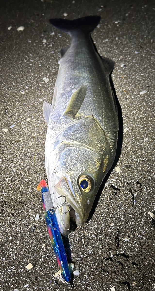 スギハラ(fimoリーダー) tweet media