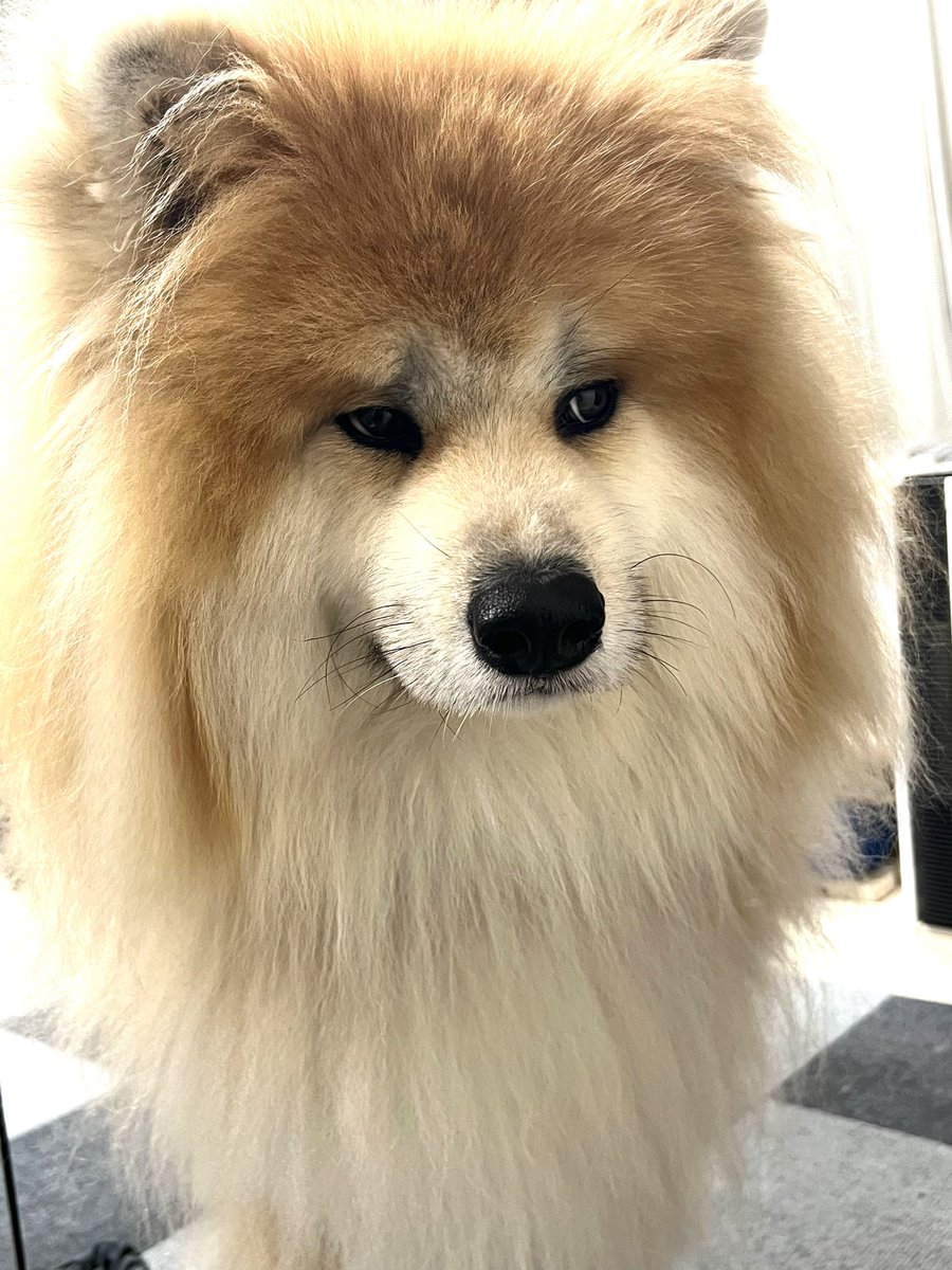 気づけば背後にいるお犬 