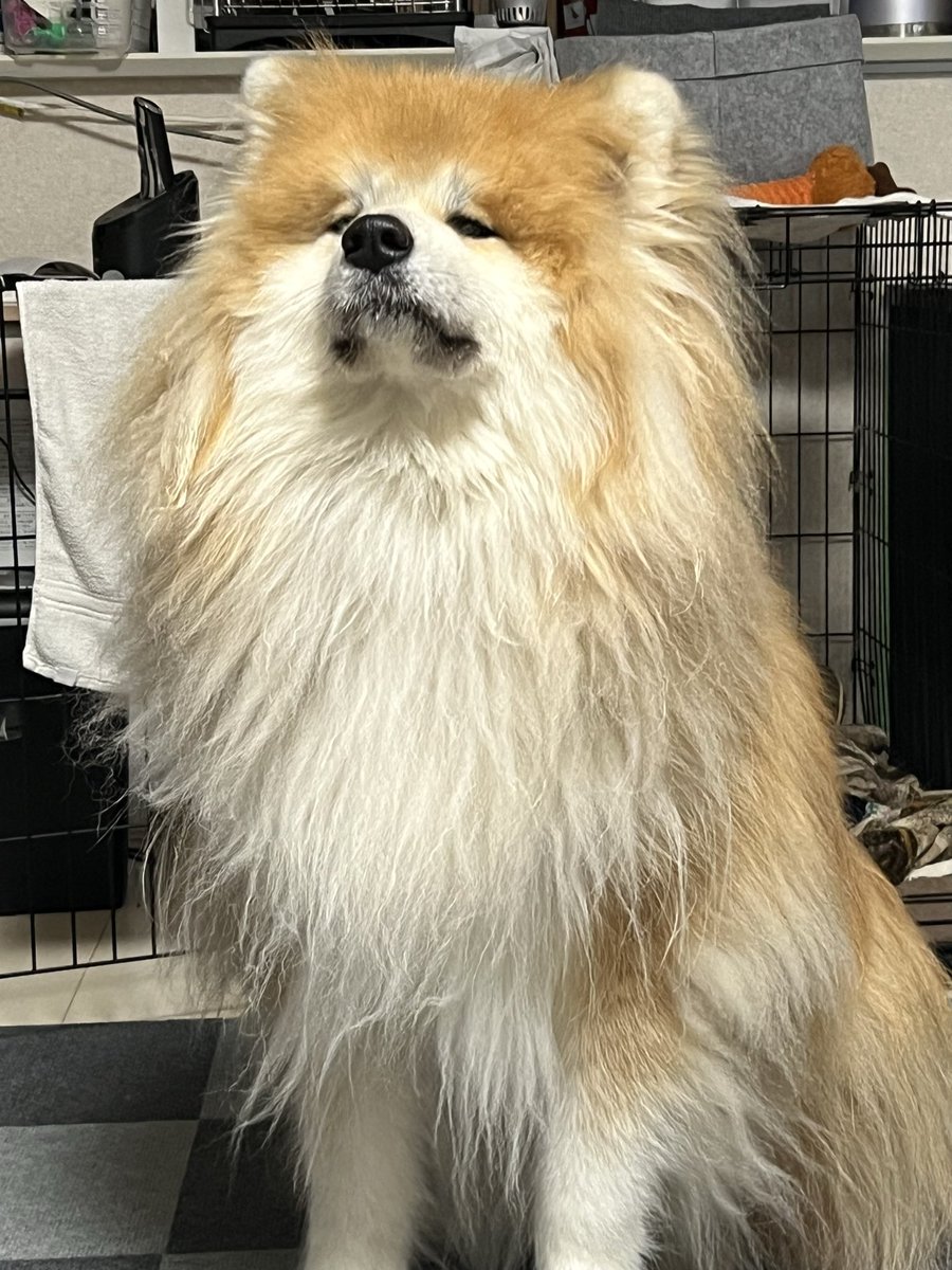 気づけば背後にいるお犬 