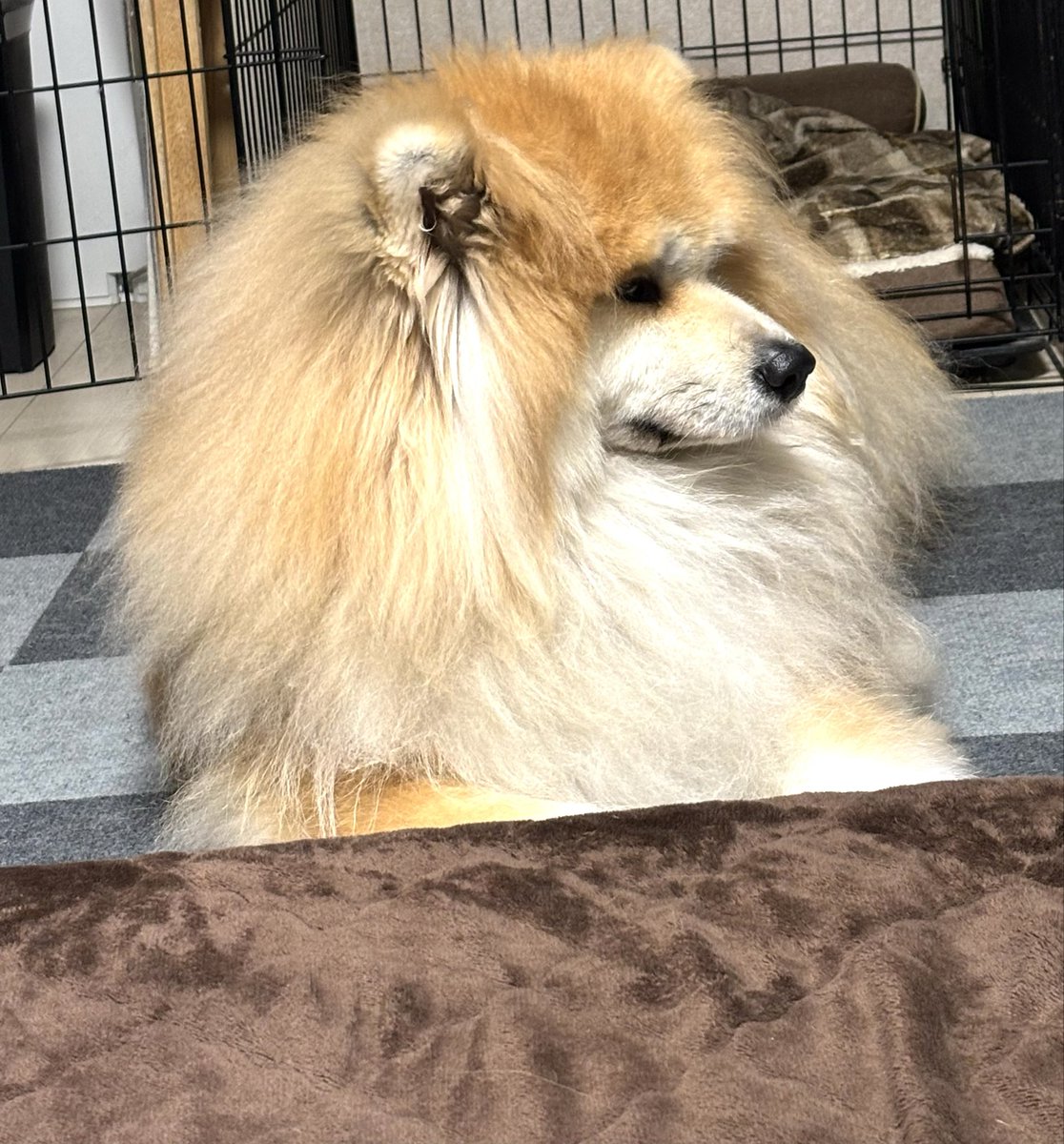 気づけば背後にいるお犬 