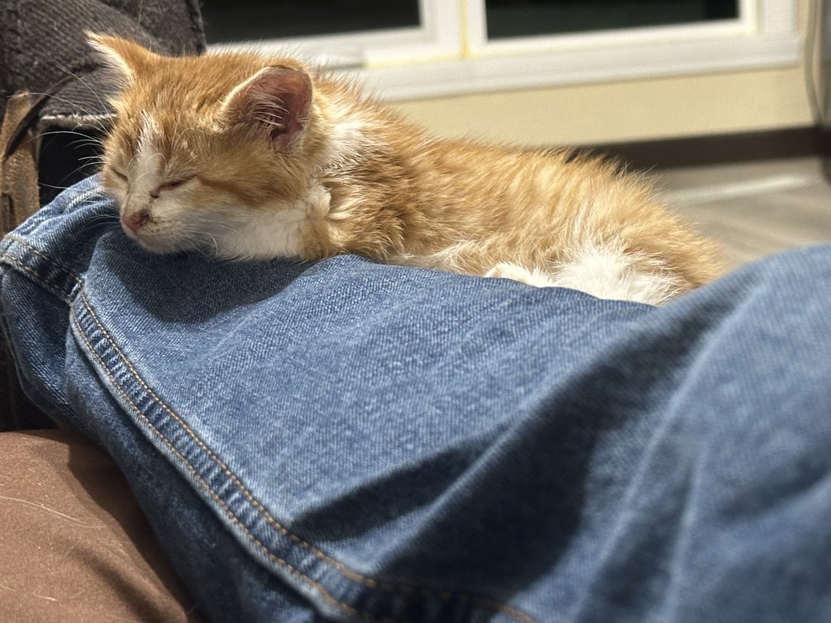 No clue why my skinny and bony body is an appropriate resting place for my little Orange Unit.