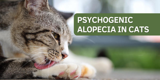 This is a condition where the cat engages in excessive grooming that becomes an obsessive behavior. This goes beyond the normal fastidious grooming that a cat would exhibit.
catbehaviorassociates.com/psychogenic-al…