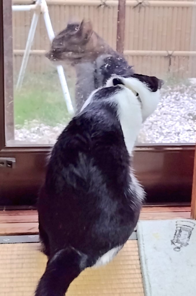 今日も葵ちゃんと外猫チョラが何やら仲良くお話してました☺️ 葵「お