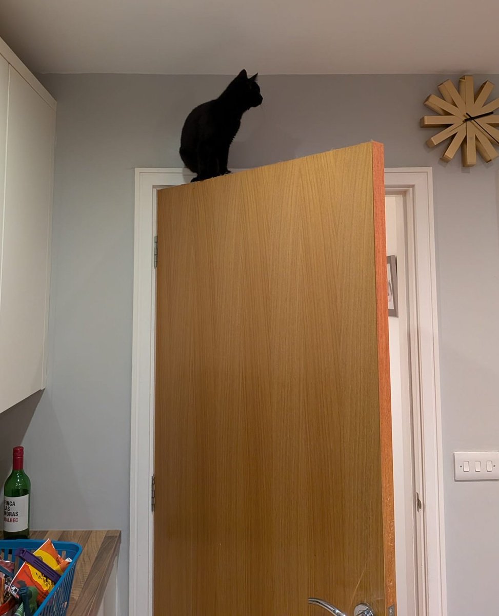 It's very exciting up here! Mum seems very agitated about something too! 😻

#CatsOfTwitter #CatsOfX